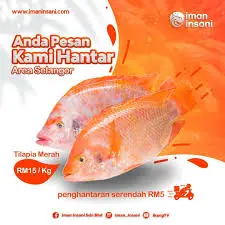 Tilapia merah w sauce