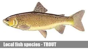 Trout fish, 2KG